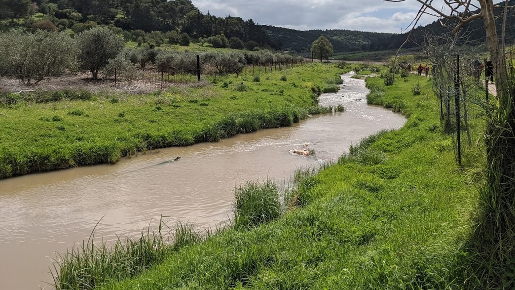 נחל ציפורי נחל ציפורי