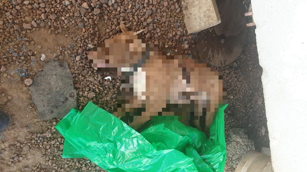 פיטבול פיטבול