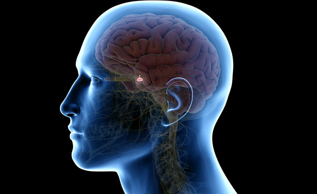 בלוטת יותרת המוח  (צילום: SciePro, shutterstock)