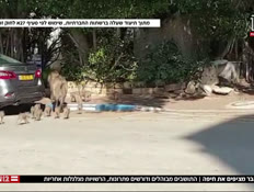 חזירי הבר מציפים את חיפה (צילום: חדשות)