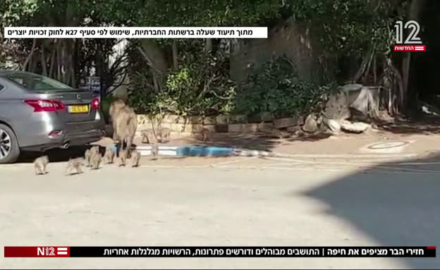 חזירי הבר מציפים את חיפה (צילום: חדשות)