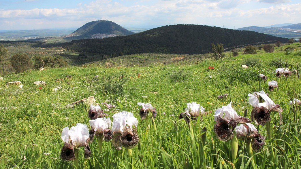 הר יונה הר יונה