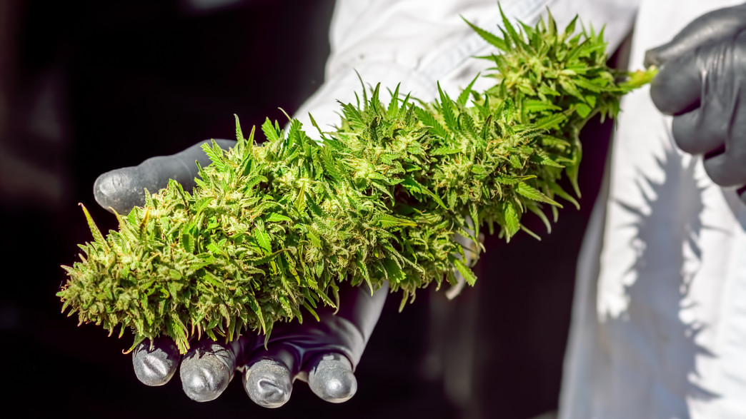 קנאביס רפואי