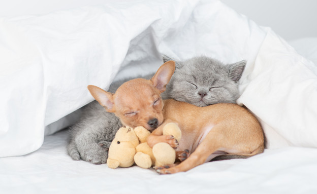חתלתול וכלבלב מתחבקים (צילום: Ermolaev Alexander, Shutterstock)