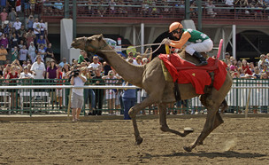 המנצח במירוץ הגמלים המסורתי בקנטאקי, 2013 (צילום: ap)
