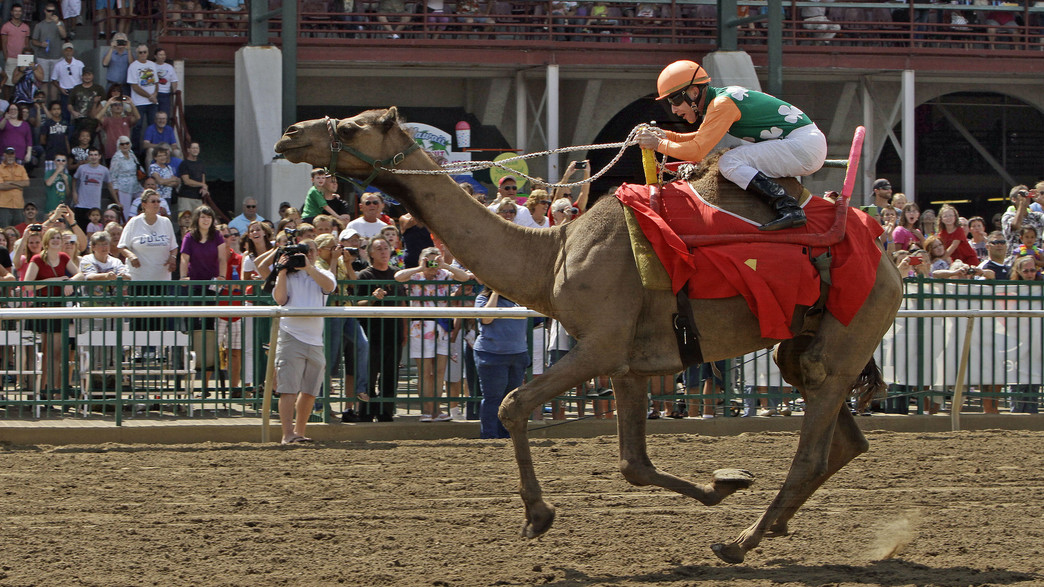 המנצח במירוץ הגמלים המסורתי בקנטאקי, 2013 המנצח במירוץ הגמלים המסורתי בקנטאקי, 2013
