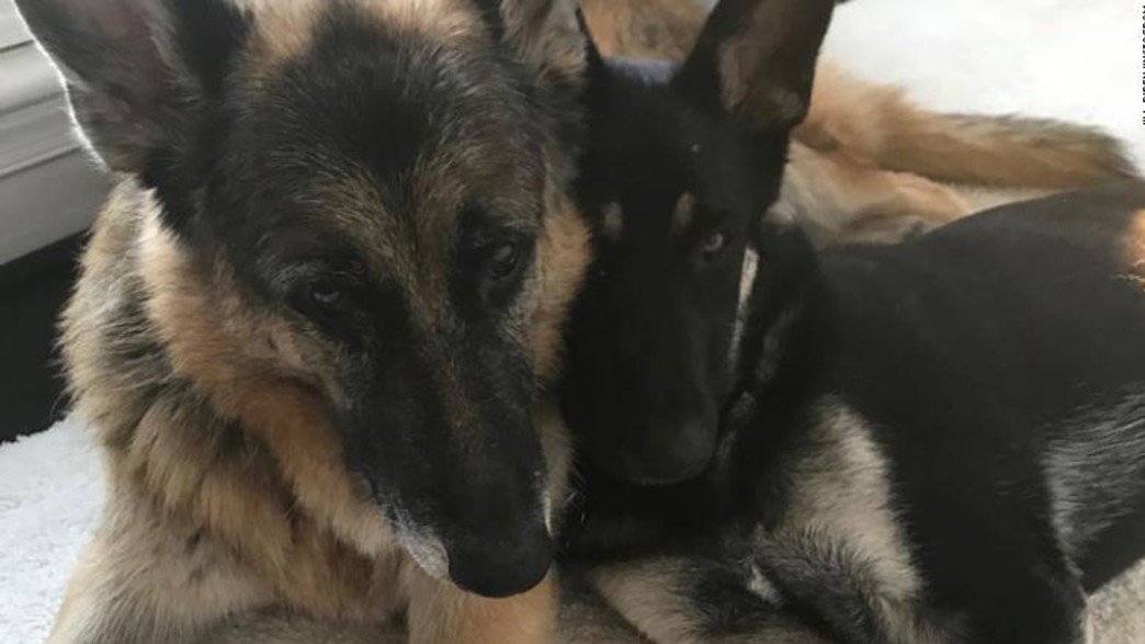 כלביו של נשיא ארה"ב ביידן