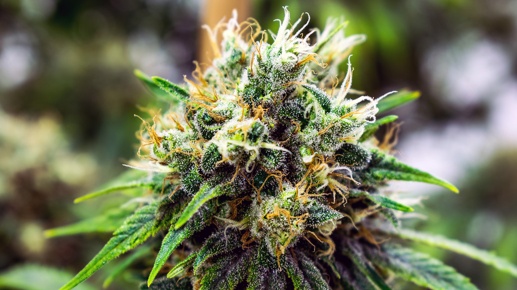 קנאביס רפואי