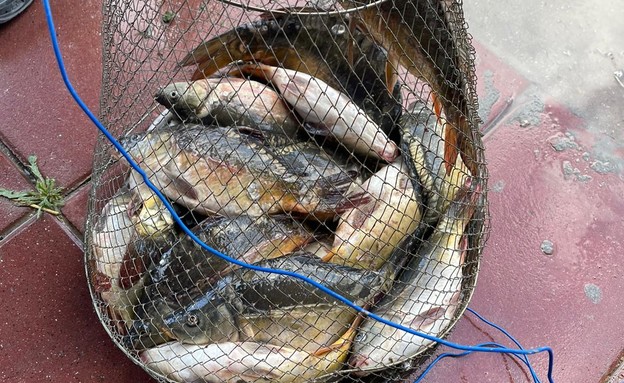 גניבת דגים מברכות דגים (צילום: באדיבות משטרת ישראל)