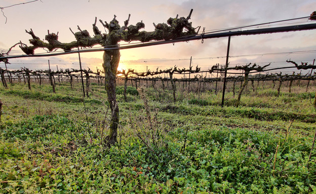 יקב הרי הגליל