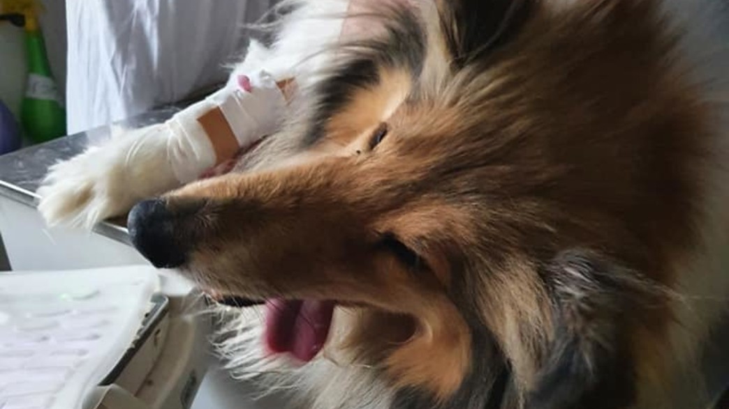 ליידי כלבת הקולי שהורעלה במודיעין ליידי כלבת הקולי שהורעלה במודיעין