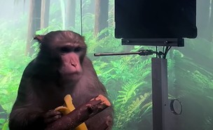 הקוף של נוירלינק (צילום: Neuralink/Youtube)
