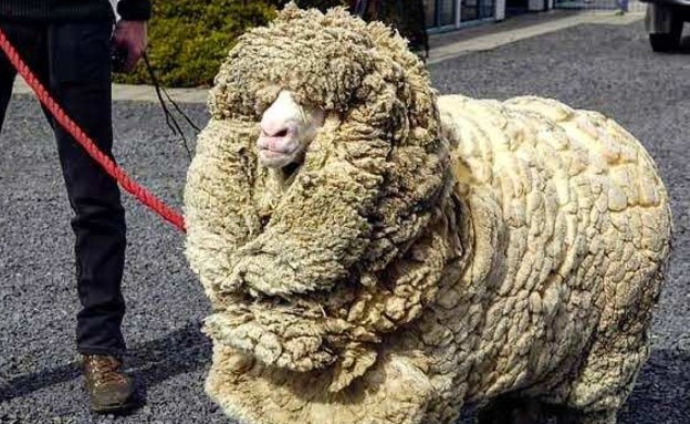 שרק הכבש (צילום: malana_merino, instagram)