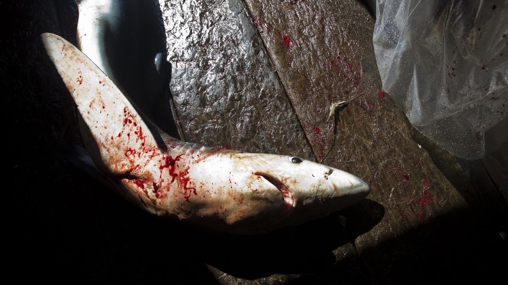 דיג בלתי חוקי