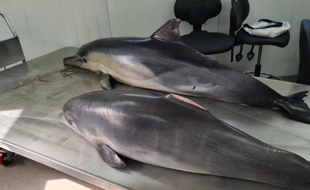 שני דולפינים מצאו את מותם (צילום: ד״ר אביעד שיינין, דלפיס. מתוך פייסבוק)