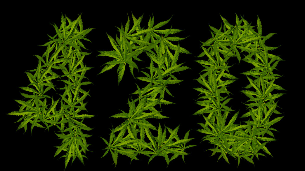 קנאביס קנאביס