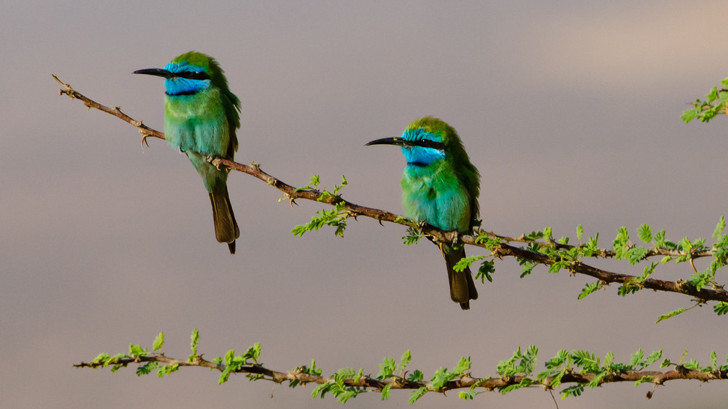 מקום ראשון ציפורים מקום ראשון ציפורים