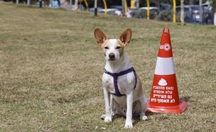 קמפיין של עיריית ת"א נגד תושבים שלא אוספים קקי של כלבים (צילום: גיא יחיאלי,  יח"צ)