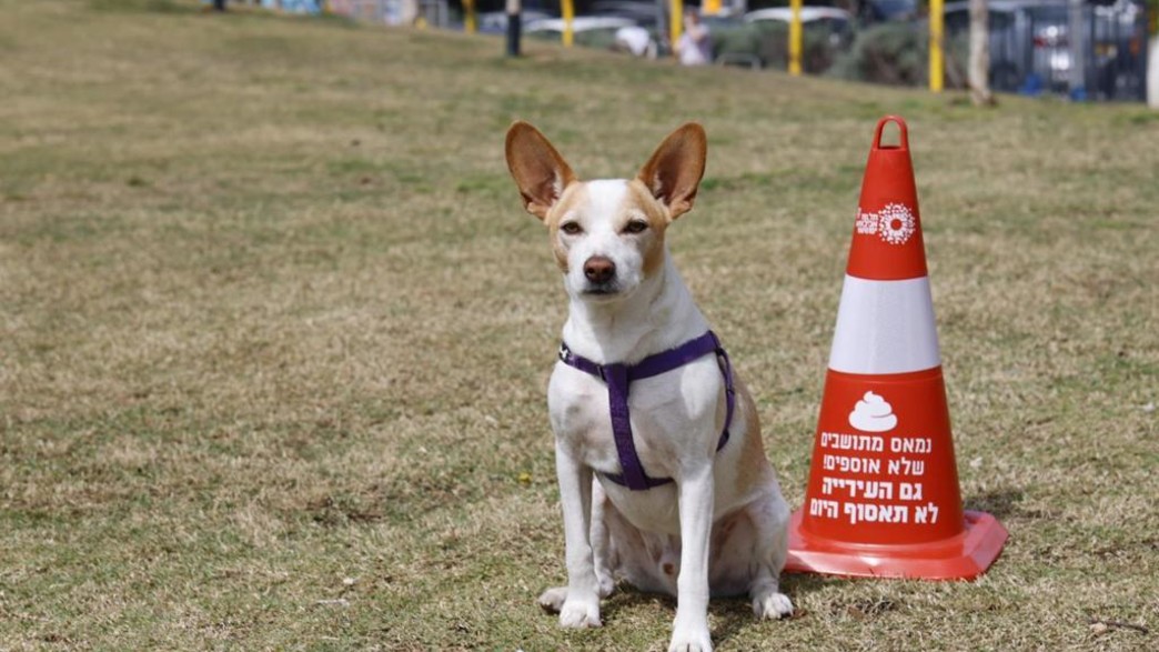 קמפיין של עיריית ת"א נגד תושבים שלא אוספים קקי של כלבים (צילום: גיא יחיאלי,  יח"צ)