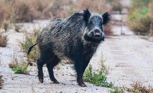 חזיר בר - מין מתפשט (צילום: נמרוד להב, רשות הטבע והגנים)