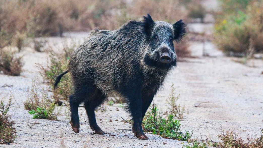 חזיר בר - מין מתפשט (צילום: נמרוד להב, רשות הטבע והגנים)