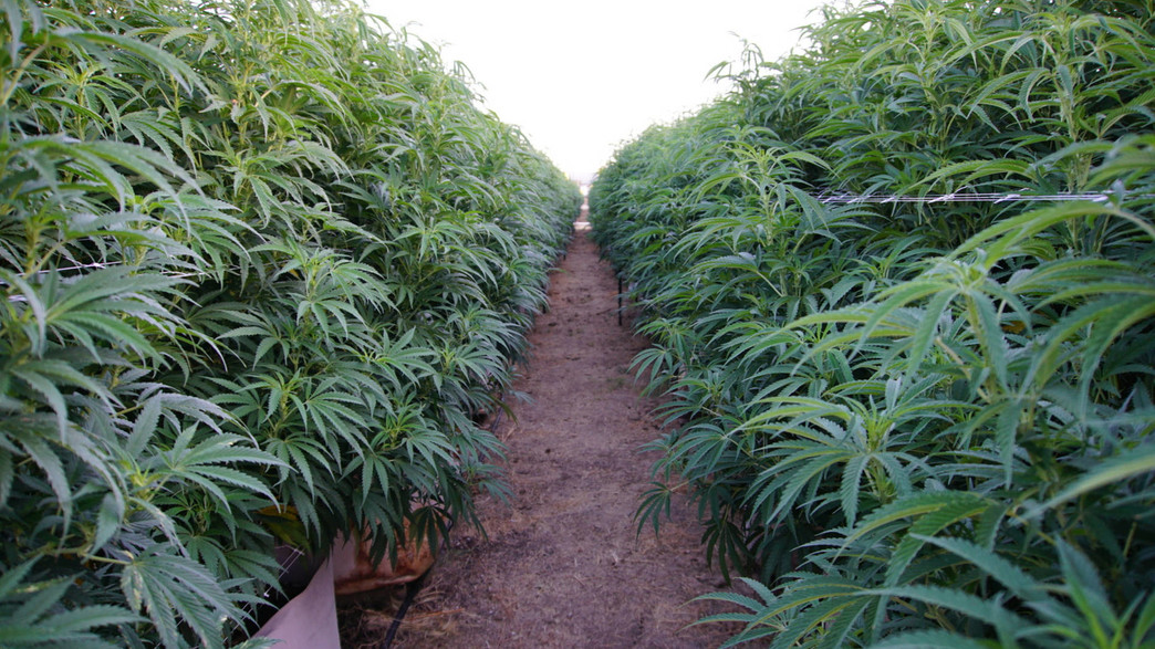 קנאביס קנאביס