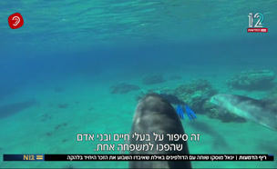 ריף הדמעות: מוסקו שוחה עם דולפינים באילת (צילום: חדשות)