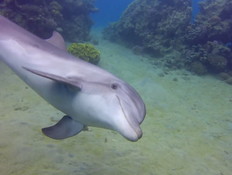 דולפין בריף הדולפינים באילת (צילום: חדשות 12)