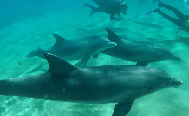 דולפינים בריף באילת (צילום: חדשות 12)