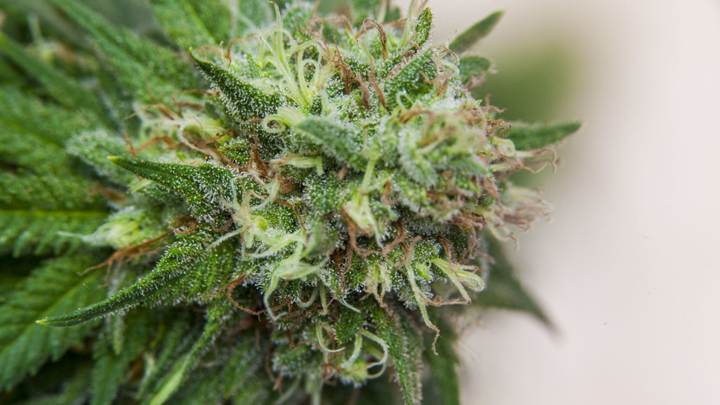 קנאביס רפואי קנאביס רפואי