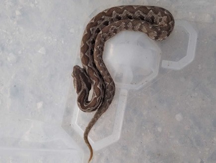 מזכרת בתיה: לוכד נחשים חילץ צפע שהסתתר מתחת למיטתה של תושבת