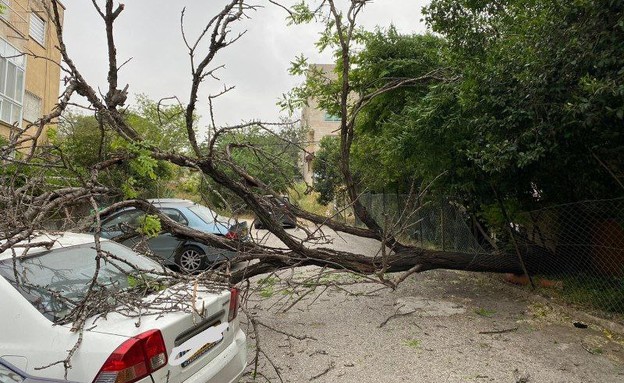 עץ קרס על רכב ברחוב שלום יהודה בירושלים (צילום: יואב וינטרוב)