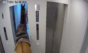 סוסים נכנסו למעלית בבניין בתל אביב (צילום: צילום מסך)