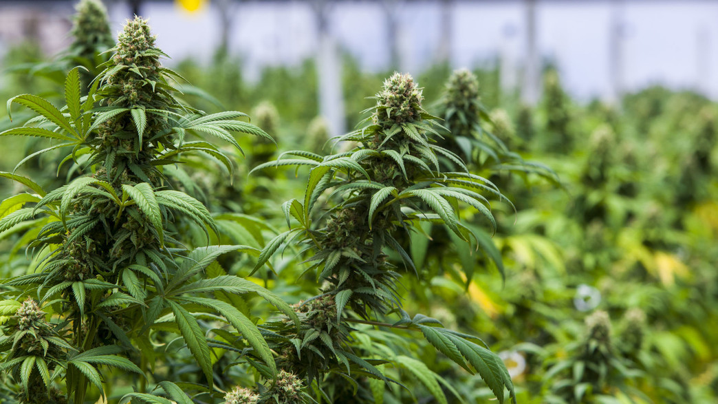 קנאביס רפואי