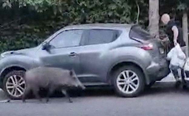 חזירה רדפה אחרי תושב חיפה בגלל שקית בשר (צילום: מתוך "חדשות הבוקר" , קשת12)