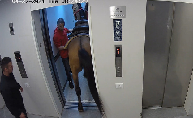 סוס במעלית