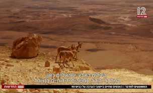 המשוגעים למדבר  (צילום: חדשות)