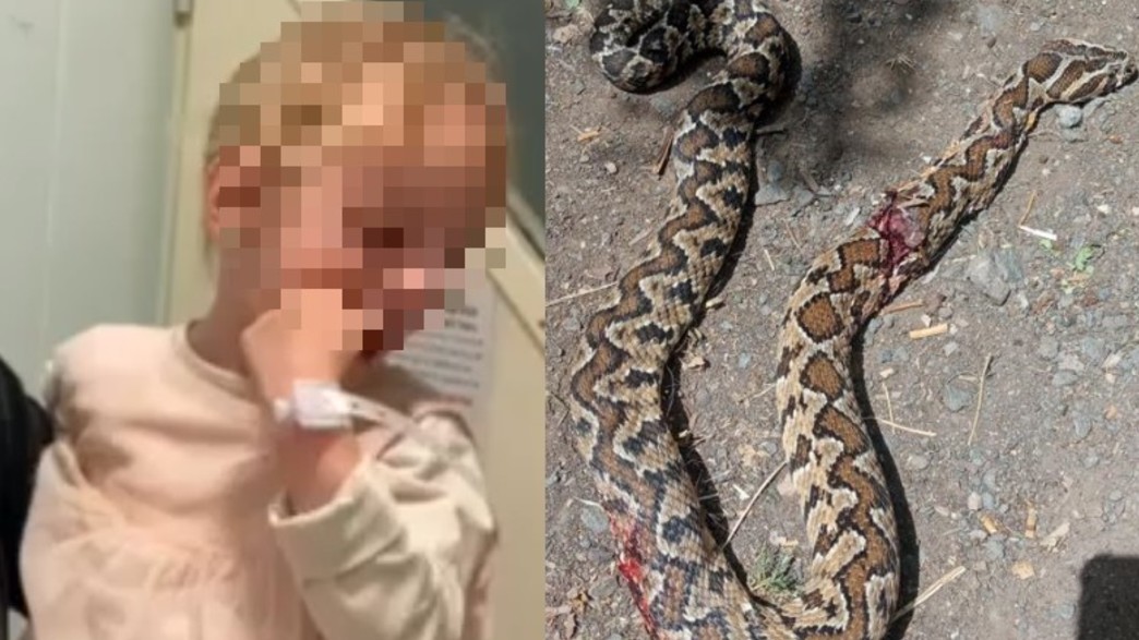 הוכשה על ידי נחש