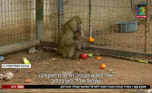 20monkey_vtr2_n20210506_v1 (צילום: חדשות)