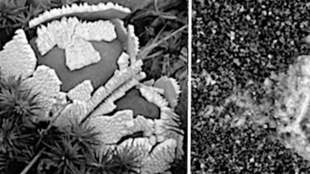 פטריות על מאדים