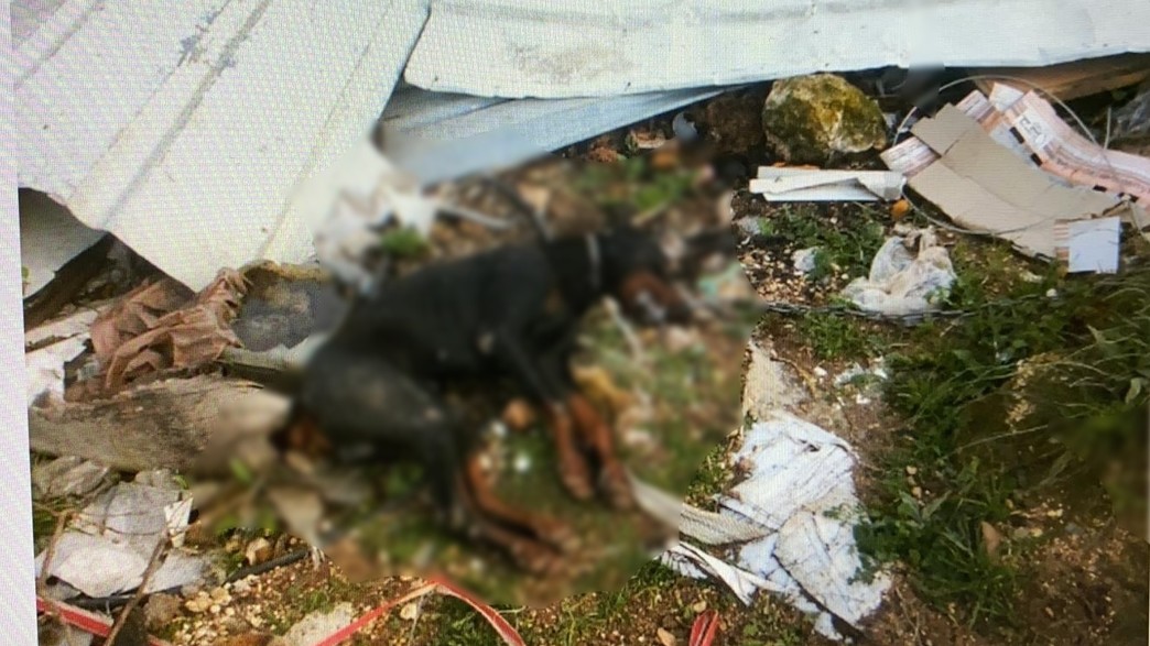 הרעיל כלב הרעיל כלב