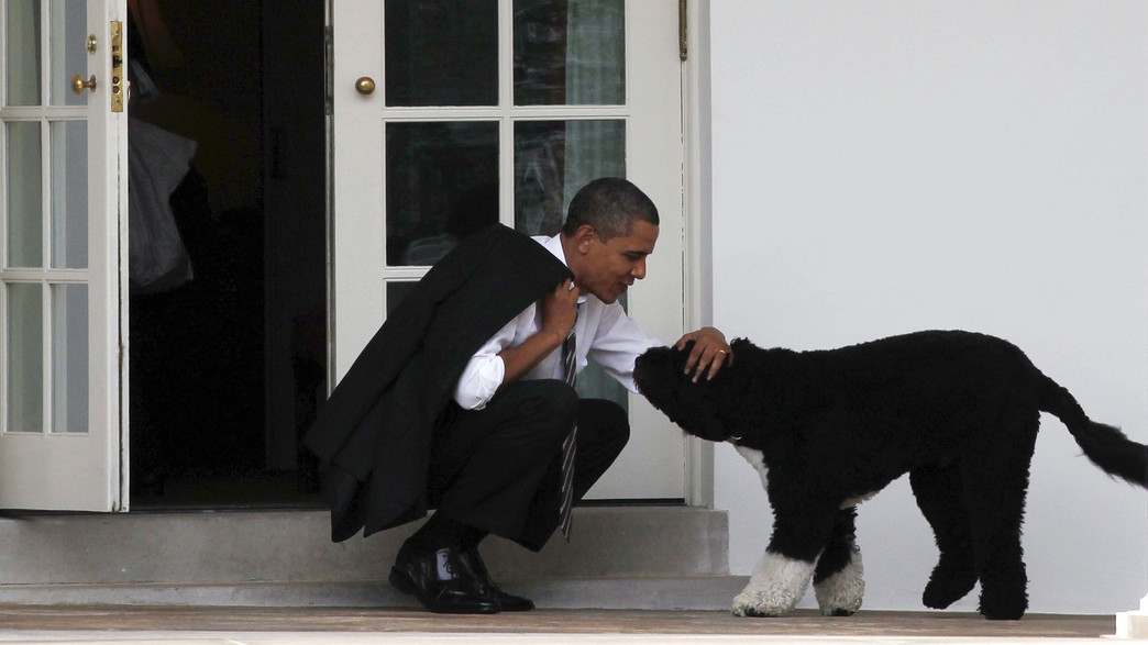 רק אובמה עם הכלב בו בבית הלבן רק אובמה עם הכלב בו בבית הלבן