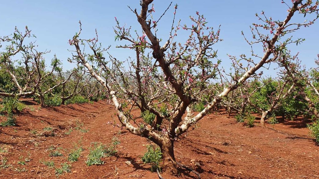 מטע אפרסק ליד קרית שמונה (צילום: אסף שמיר, יחסי ציבור)