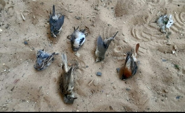ציפורים מתות שאותרו בערבה (צילום: חיים חי)