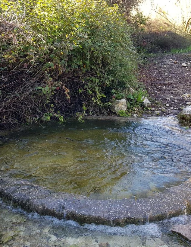 מעיין האולמוסים (צילום: החברה להגנת הטבע)