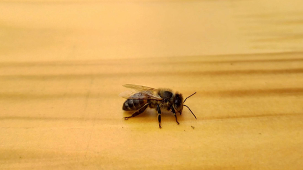 דבורה בבית דבורה בבית