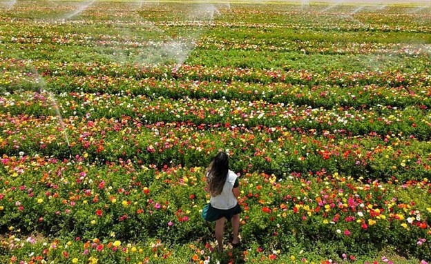 שדה פרחים בגן יבנה (צילום: רעות אברהמי)