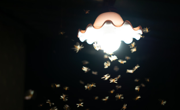 מנורה מוקפת חרקים, יתושים (צילום:  nuttapon averuttaman, Shutterstock)
