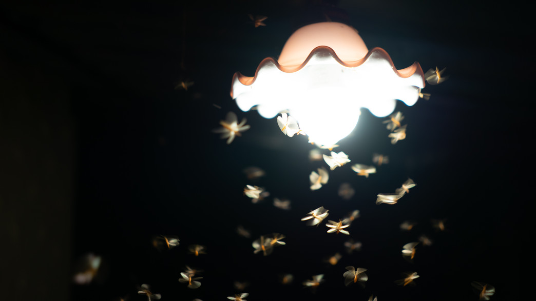 מנורה מוקפת חרקים, יתושים