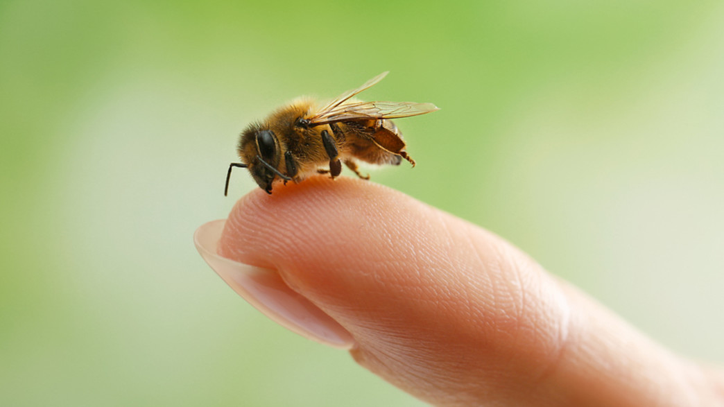מחזיקה דבורה